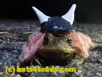 /home//u458753944/public_html/sourcegallery//Roxborough Toad Detour/2021/2021-04-10/P4100223.JPG